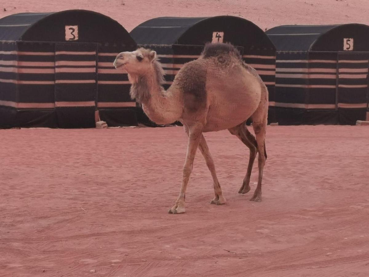 Desert Dream Camp Wadi Rum Exterior photo